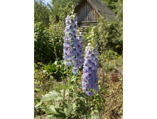 ������ �� �����������.jpg