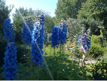 ������ �����-�����. ������.jpg