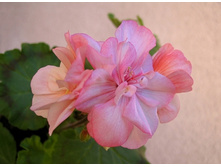 Topeka (������)