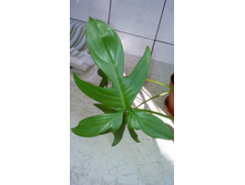 ����������� ��������� Philodendron laciniatum- ������ �������� ����� ....