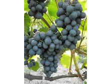 �������� �����������.jpg