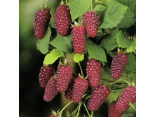 ��������� �������.jpg