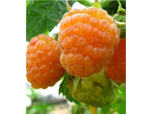 ������ �����������.jpg