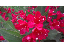 ������� ��� �����.jpg