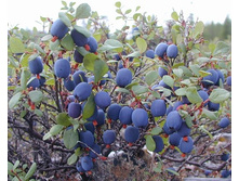 �������� ���� ���.jpg