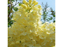 ������ ������������ ��������.jpg