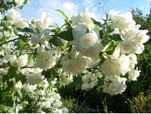 �������� Schneesturm.jpg