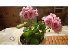 PAC Flower Fairy White Splash