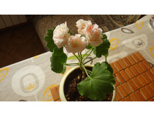 Denice Sutarver(�������)