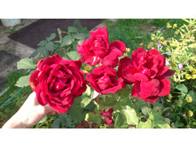 2014-09-13 12.04.59.jpg