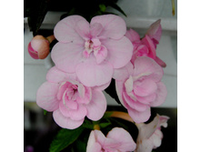 Double Pink Rose