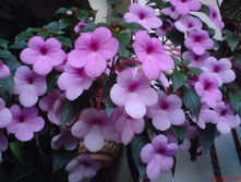 Piach Blossoms