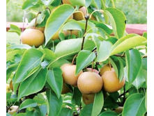 ����� ���������