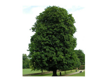 ������ �������.jpg