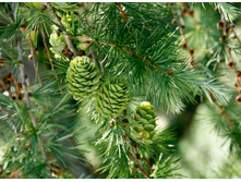 ����������� ����������.jpg