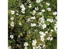 �������� ������������� Abbotswood.jpg