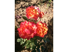 ����� ����, ���� �����.