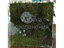 ������ �������.jpg