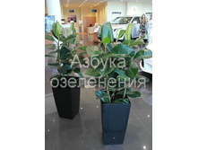 ������ ������.jpg