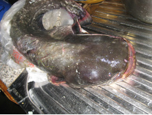 ���� 295.jpg