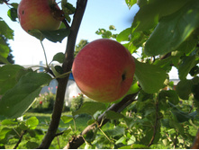 ���� 600.jpg