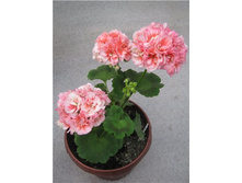 Denise (�������)