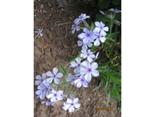 ������������� "Chattahoochee"