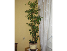 ����� ����������