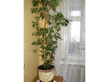 ����� ����������