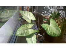 ��������� White Butterfly