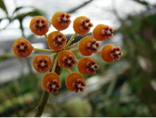 ���� Hoya WAYMANIAE - ������ �������� ...