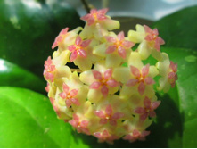 ���� cv. Joy-������ ��������.....