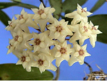 ���� H. acuta white variegated- ������ �������� ...