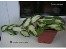 ���� H. acuta white variegated- ������ �������� �������� ....
