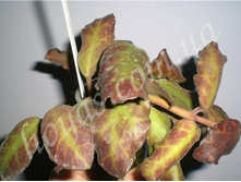 ���� Hoya WAYMANIAE - ������ �������� �������� ...