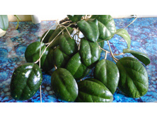 ���� cv. Joy-������ �������� �������� ....