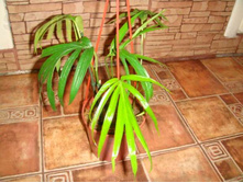 ���������� Fish Bone -