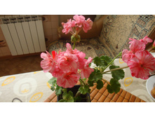 Pepermint Twiist(���������)