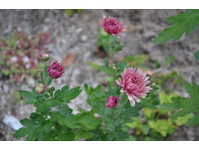 ���������� �������� �������