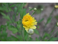 ���������� �������� ������