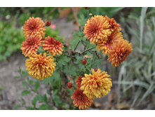 ���������� ����� - �������