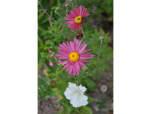 ���������� ������� �����