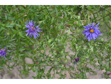 ����� ��������������� ������� ������