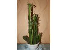 ������ � �������� � ��������.jpg