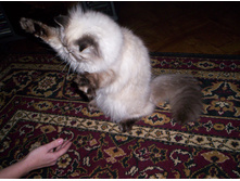 ����������� 008.jpg