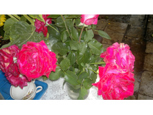 2014-08-30-1086.jpg