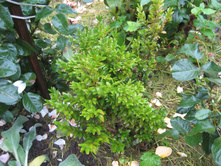 ������ ������������ 2-� ������-80 ���.