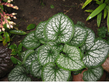 �������� ���� �����-100 ���