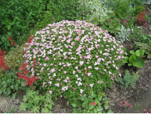 ������ �������� ����� �������� (Little Princess) -100 ���