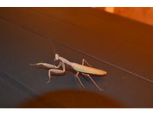 ������ �� ����, � �� ����� - ....